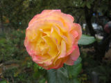Love & Peace Rose