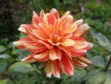 Dahlia