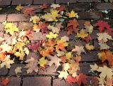 Maple Loose Ground Foliage