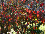 Burning Bush Foliage