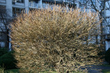 Burning Bush