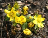 Eranthis hyemalis