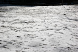 Snow Field