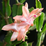 Christmas Cactus Blossoms