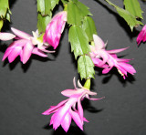 Christmas Cactus Blossoms