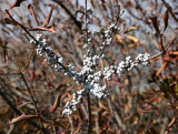 Northern Bayberry or Morella pensylvanica