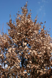 Oak Tree with Fall Foliage Intact
