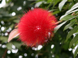 Caliandra