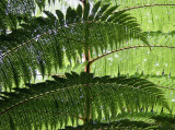 Fern Fronds