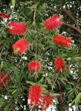Bottle Brush Tree Flowers