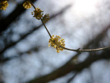 Cornus Dogwood Tree Blossoms