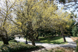 Cornus Cherry Dogwood