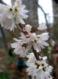 Forsythia?