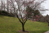 Cherry Tree Blossoms