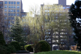 Garden View - Willow Tree