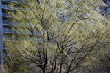 Wind in the Willow