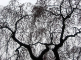 Cherry Trees - New Blossoms