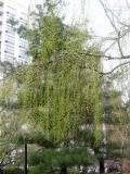 Willow & Pine Trees