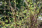 Spirea or Bridal Veil New Foliage