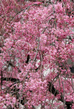 Cherry Tree Blossoms