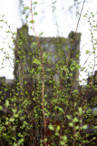 Spirea or Bridal Veil New Foliage