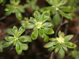 Azalea Buds