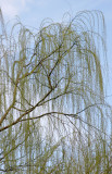 Willow Tree