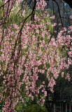Cherry Tree Blossoms