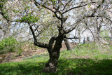 Cherry Tree on a Hillside