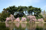 Garden View - Japanese Pond Garden
