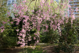 Cherry Tree Blossoms, Willow & Pine Trees