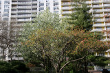 A Pine Tree & Apple Tree Blossoms