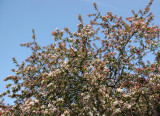 Crab Apple Tree Blossoms