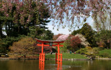 Garden View - Japanese Pond Garden
