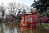 Garden View - Japanese Pond Garden