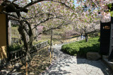Garden View - Japanese Pond Garden