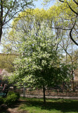 Unknown Tree - Lilac Fragrance