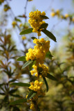 Mahonia