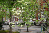 Dogwood & Washington Square North