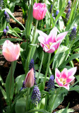 Tulips