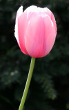 Pink Tulip