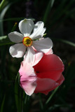 Daffodil & Tulip