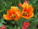 Tulips