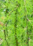 Caragana arborescens - 'Walker' Weeping Siberian Pea Shrub