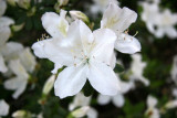 Azaleas
