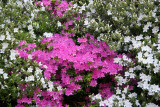 Azaleas