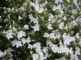 Azaleas