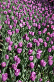Central Park Conservatory