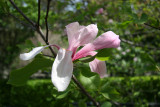 Central Park Conservatory