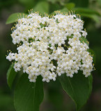 Unknown - Viburnum or Spirea?